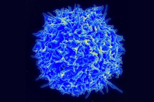 t cells