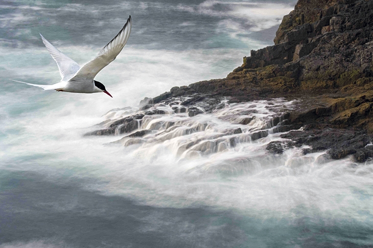 birds tern