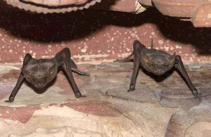bats covid