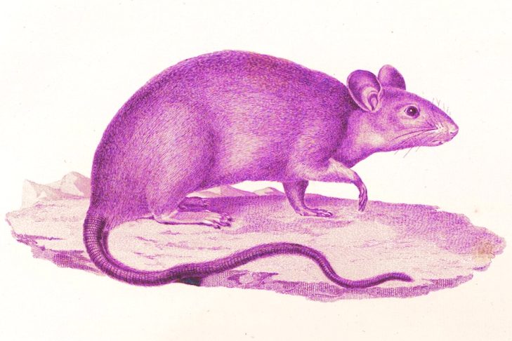 Rat girl summer is over