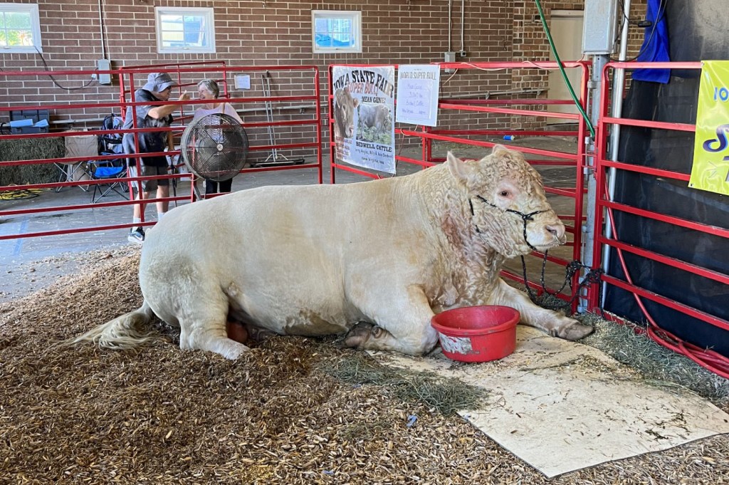 cow iowa state fair
