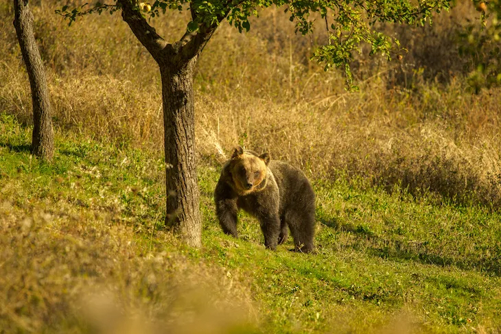 NextImg:Italy’s dead bear scandal proves the folly of rewilding