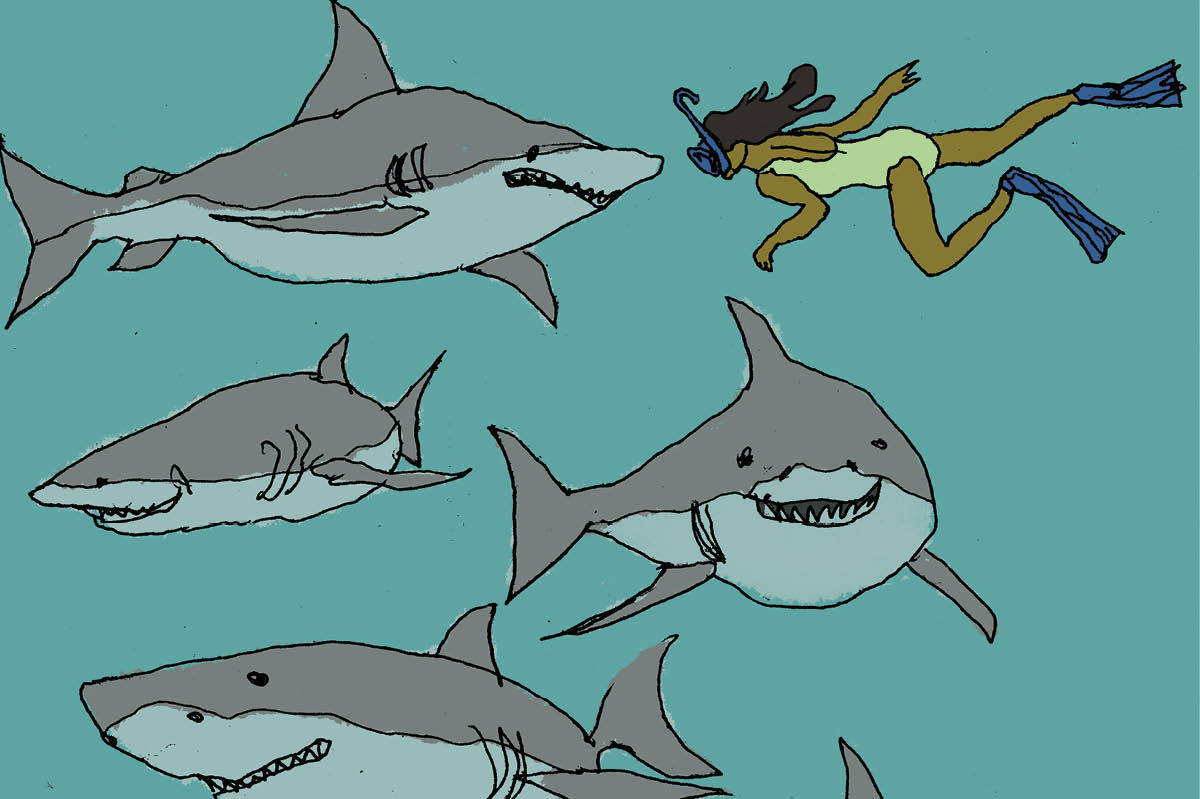 NextImg:Swimming with sharks is nothing to be scared of