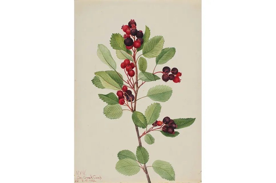 serviceberry