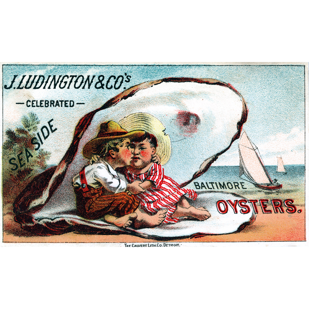 oyster