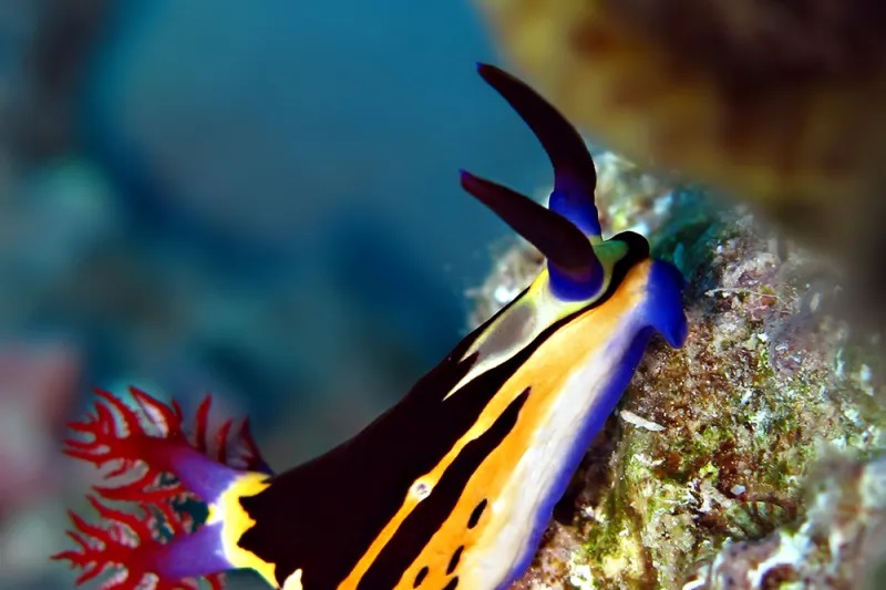sea