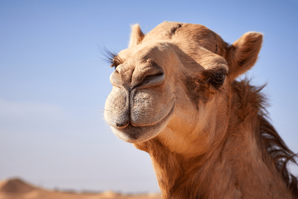 Camel
