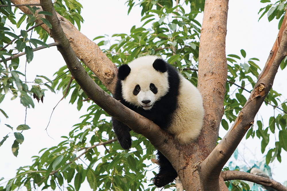 Panda beast