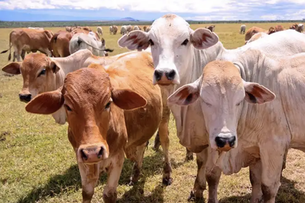 cattle