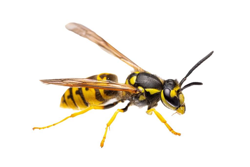 hornet